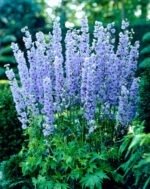 Delphinium Summer Skies la ghiveci P10 - H 5-10 cm - imagine 2