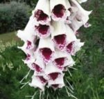 Degetel - Digitalis purpurea 'Pam's Choice' sau Foxglove - planta perena la ghiveci P9 - H 5-10 cm
