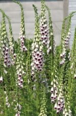 Degetel - Digitalis purpurea 'Pam's Choice' sau Foxglove - planta perena la ghiveci P9 - H 5-10 cm - imagine 3