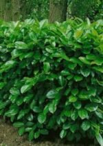 Prunus laurocerasus 'Novita' - Laur Englezesc Novita vesnic verde (gard viu) la ghiveci P10.5, H 25-35 cm