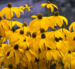 Susana cu ochi negri inalta - Rudbeckia laciniata Herbstsonne la ghiveci P9, H - 10 cm