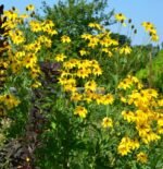 Susana cu ochi negri inalta - Rudbeckia laciniata Herbstsonne la ghiveci P9, H - 10 cm - imagine 2
