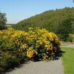 Susana cu ochi negri inalta - Rudbeckia laciniata Herbstsonne la ghiveci P9, H - 10 cm - imagine 3