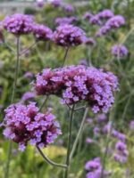 Verbena Bonariensis - Verbena inalta la ghiveci P9