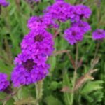 Verbena Rigida la ghiveci P9 - H 5-10 cm