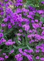 Verbena Rigida la ghiveci P9 - H 5-10 cm - imagine 2