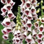 Degetel - Digitalis purpurea 'Pam's Choice' sau Foxglove - planta perena la ghiveci P9 - H 5-10 cm - imagine 2