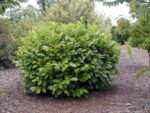 Prunus laurocerasus 'Novita' - Laur Englezesc Novita vesnic verde (gard viu) la ghiveci P10.5, H 25-35 cm - imagine 3