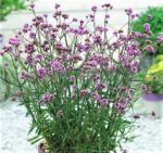 Verbena Bonariensis - Verbena inalta la ghiveci P9 - imagine 2