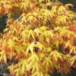 Acer palmatum „Katsura” la ghiveci P10.5, H 25-30 cm
