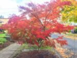 Acer palmatum var. dissectum  „Seiryu” la ghiveci P10.5, H 25-30 cm (Livrarea dupa 10 Septembrie)