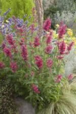 Agastache Mexicana Red Fortune - Isop Red Fortune - la ghiveci P9 - imagine 2