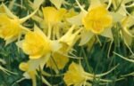 Aquilegia chrysantha Yellow Queen - Caldarusa - la ghiveci P9