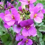 Arabis caucasica „Pinkie” - acoperitoare de sol vesnic verde la ghiveci P9 - imagine 2