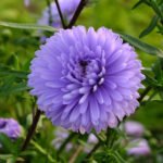 Aster Marie Ballard la ghiveci P9