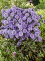 Aster Marie Ballard la ghiveci P9 - imagine 3