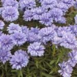 Aster Marie Ballard la ghiveci P9 - imagine 2