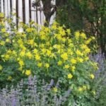 Aquilegia chrysantha Yellow Queen - Caldarusa - la ghiveci P9 - imagine 2