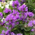 Campanula glomerata „Acaulis” la ghiveci P9