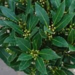 Dafin comestibil - Laurus Nobilis la ghiveci P9, H 25 - 30 cm