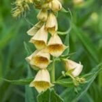 Degetel - Digitalis grandiflora la ghiveci P9