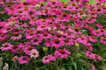 Echinacea Powwow Wild Berry - ghiveci P9 - imagine 2