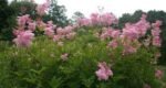 Filipendula Rubra Venusta - Regina Preeriei la ghiveci P9 - H 5-10 cm - imagine 3