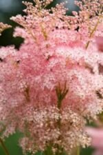 Filipendula Rubra Venusta - Regina Preeriei la ghiveci P9 - H 5-10 cm