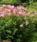 Filipendula Rubra Venusta - Regina Preeriei la ghiveci P9 - H 5-10 cm - imagine 2