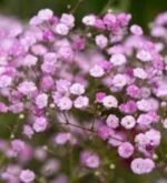 Gypsophila paniculata Flamingo - Floarea miresei roz cu flori duble la ghiveci P9