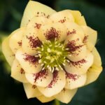 Spanz - Helleborus Orientalis Double Ellen Yellow Spotted cu frunzis vesnic verde la ghiveci P9 (Livrarea dupa 10 Septembrie)