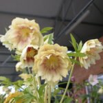 Spanz - Helleborus Orientalis Double Ellen Yellow Spotted cu frunzis vesnic verde la ghiveci P9 (Livrarea dupa 10 Septembrie) - imagine 2