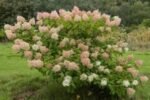 Hydrangea Paniculata Phantom - Hortensie la ghiveci  P9, H 15-20 cm (Livrarea dupa 10 Septembrie) - imagine 2
