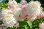 Hydrangea Paniculata Phantom - Hortensie la ghiveci  P9, H 15-20 cm (Livrarea dupa 10 Septembrie)