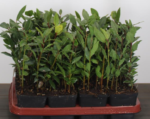 Dafin comestibil - Laurus Nobilis la ghiveci P9, H 25 - 30 cm - imagine 3