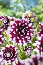 Dalia Mistery Day - 1 tubercul - imagine 2