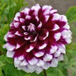 Dalia Mistery Day - 1 tubercul