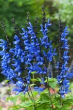 Salvia guaranitica „Black and Bloom” - Salvia cu parfum de anason la ghiveci C2, H 40-50 cm