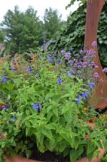 Salvia guaranitica „Black and Bloom” - Salvia cu parfum de anason la ghiveci C2, H 40-50 cm - imagine 2