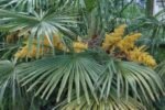 Trachycarpus Fortunei - Palmier chinezesc sau Palmier moara de vant, rezistent la ger la ghiveci C1.5 - H 30-40 cm - imagine 3