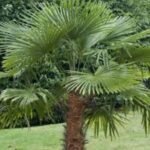 Trachycarpus Fortunei - Palmier chinezesc sau Palmier moara de vant, rezistent la ger la ghiveci C1.5 - H 30-40 cm
