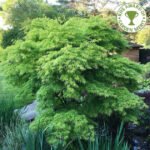 Acer palmatum var. dissectum  „Seiryu” la ghiveci P10.5, H 25-30 cm (Livrarea dupa 10 Septembrie) - imagine 2