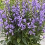 Adenophora Gaudi Violet - Clopoteii Doamnei cu inflorire repetata la ghiveci P9 - imagine 2