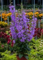 Adenophora Gaudi Violet - Clopoteii Doamnei cu inflorire repetata la ghiveci P9