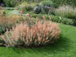 Agastache Mexicana Red Fortune - Isop Red Fortune - la ghiveci P9 - imagine 3