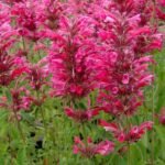 Agastache Mexicana Red Fortune - Isop Red Fortune - la ghiveci P9