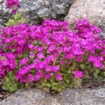 Arabis caucasica „Pinkie” - acoperitoare de sol vesnic verde la ghiveci P9