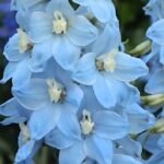 Delphinium Belladonna Cliveden Beauty la ghiveci P9 (Livrarea dupa 10 Septembrie)