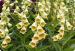 Degetel - Digitalis grandiflora la ghiveci P9 - imagine 2
