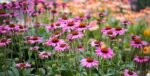 Echinacea Purpurea  - ghiveci P9 - imagine 2